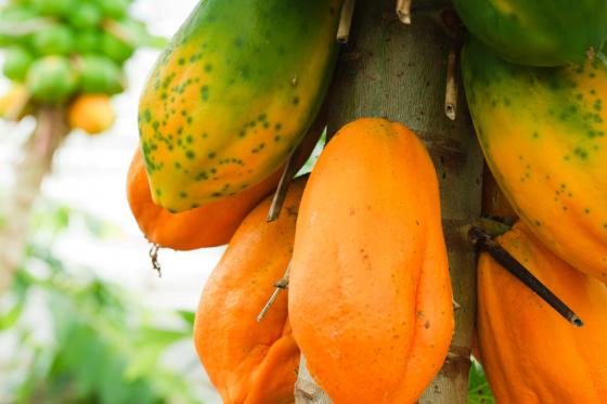 Tropenhaus Frutigen - Familieneintritt 7 