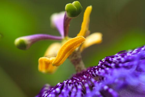 Tropenhaus Frutigen - Familieneintritt 8 