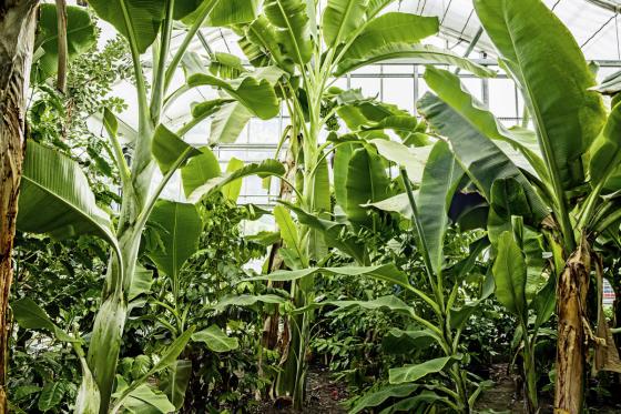 Tropenhaus Frutigen - Familieneintritt 12 