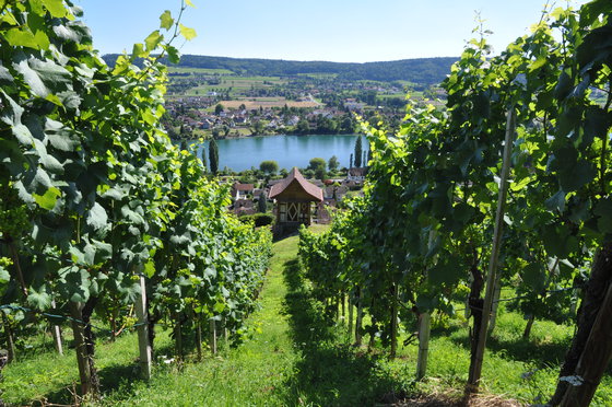 Wein & Käse Degustation - Geschenk in Stein am Rhein 2 