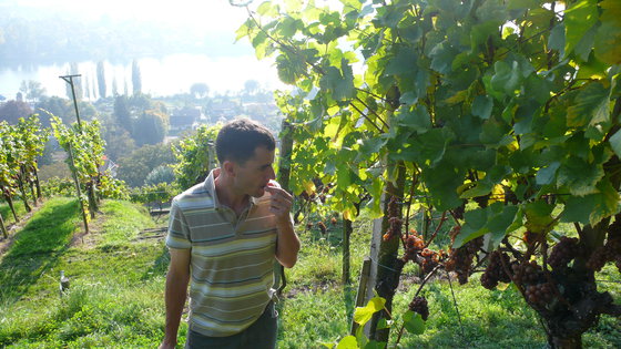 Wein & Käse Degustation - Geschenk in Stein am Rhein 3 
