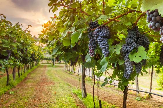 Produrre il proprio vino - Buono per un assemblage del vino 2 