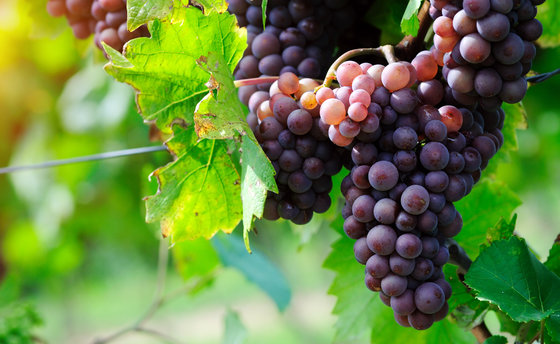 Dégustation de vins - Plus de 200 caves à choix 3 [article_picture_small]