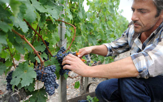 Dégustation de vins - Plus de 200 caves à choix 4 [article_picture_small]