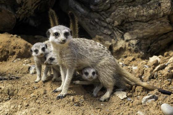 Übernachtung im Zoo - Tolles Zoo-Abenteuer bei Nacht 3 