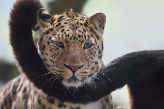 Übernachtung im Zoo - Tolles Zoo-Abenteuer bei Nacht 5 