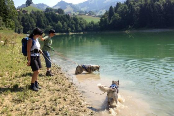 Cani-Rando - Sortie sportive avec des Huskys  
