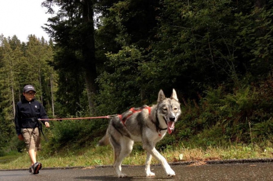 Cani-Rando - Sortie sportive avec des Huskys 2 