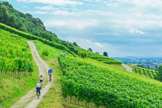 Wine-Tour à 5 - Vélo électrique & dégustation de vins 5 