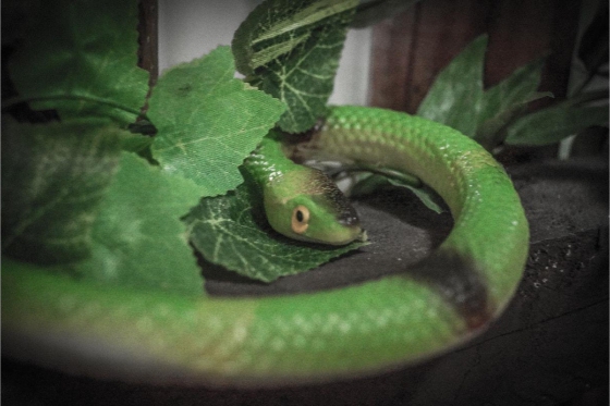 Escape Room - mit personalisierten Rätseln, 60 Minuten für 6 Personen 6 