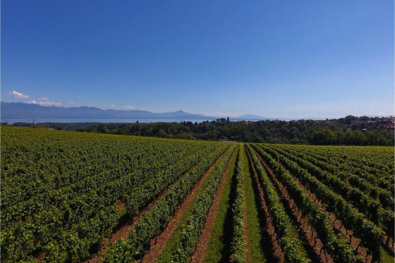 Weindegustation für zwei - Besuch in der Domaine des Remans (VD), Aperitif und Gratisflaschen 3 