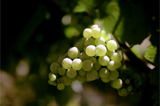 Dégustation de vin pour deux - Cave Philippe Bovet (VD) avec apéro, visite et 2 bouteilles offertes 7 