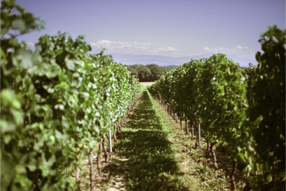 Dégustation de vin pour deux - Cave Philippe Bovet (VD) avec apéro, visite et 2 bouteilles offertes 9 