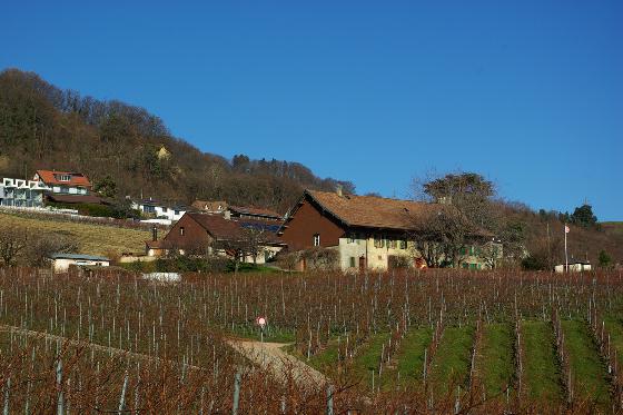 Dégustation de vin pour deux - Domaine de Mont sur Rolle ou de Tartegnin (VD) 3 