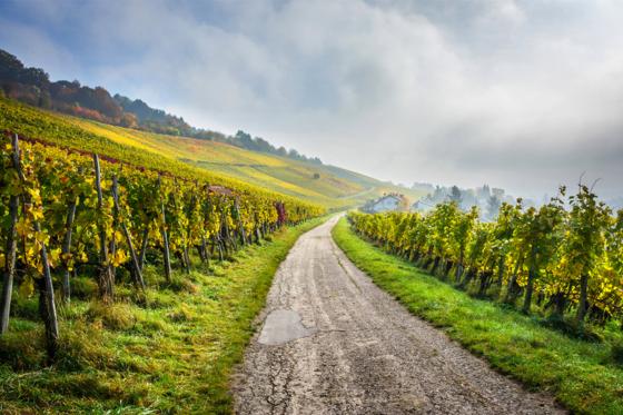 Wein Abo Geschenk - 6 Lieferungen exzellenten Wein geniessen 4 