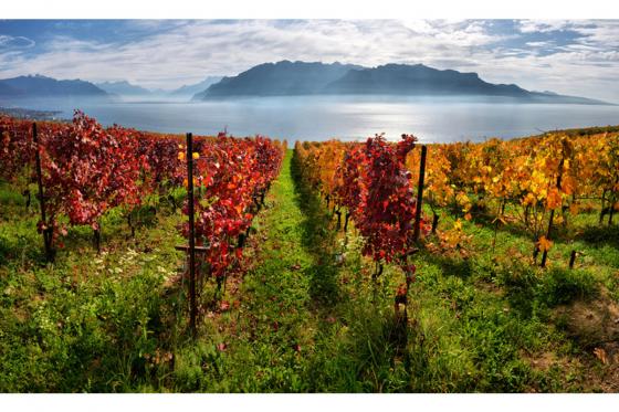 Wein Abo Geschenk - 6 Lieferungen exzellenten Wein geniessen 5 