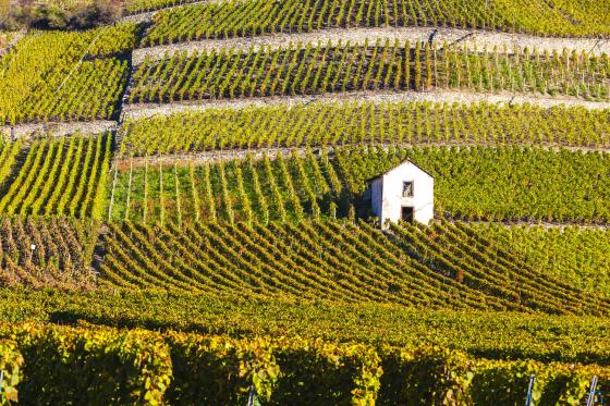 Dégustation de vin pour deux - Cave Ardevaz (VS) avec apéritif & bouteille offerte 1 