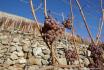 Dégustation de vin pour deux - Cave de l'Orlaya (VS) avec visite, apéro et bouteille offerte 4