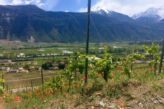 Dégustation de vin pour deux - Cave de l'Orlaya (VS) avec visite, apéro et bouteille offerte 2 