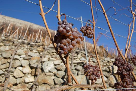 Dégustation de vin pour deux - Cave de l'Orlaya (VS) avec visite, apéro et bouteille offerte 4 