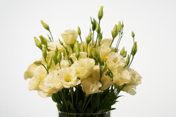 Blumen-Abo Medium - 3 Blumenstrauss Lieferungen  