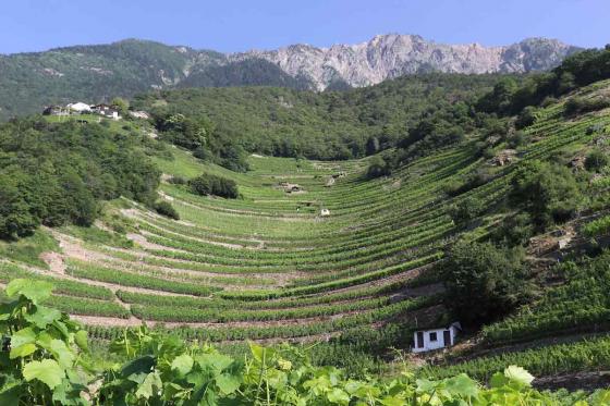 Visite du vignoble à Fully (VS) - dégustation de vin, tapas du Valais et verre à vin souvenir 1 