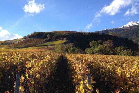 Visite du vignoble et dégustation - Randonnée dans les vignobles, dégustation de vins et visite de cave 1 
