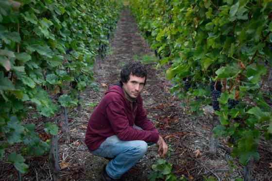 Visite du vignoble et dégustation - Randonnée dans les vignobles, dégustation de vins et visite de cave 2 