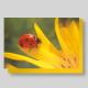 Grusskarte mit Kuvert, Marienkäfer auf Blume