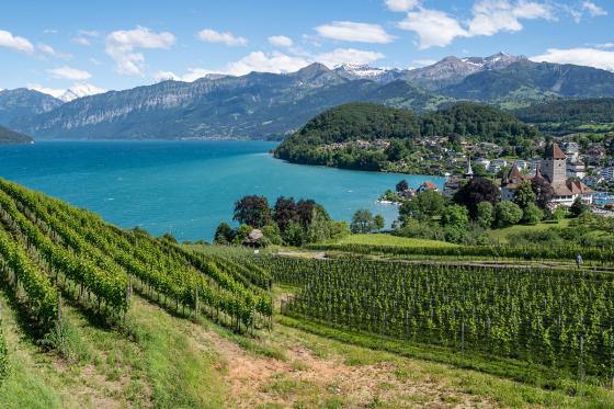 Journée au château de Spiez - Tour en bateau en 1ère classe, apéro & entrée au musée | 1 pers. 20 