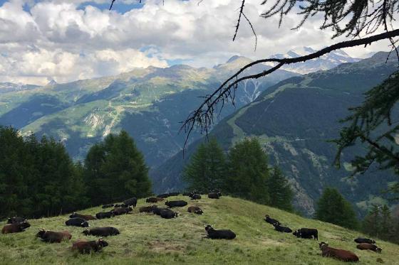 Alpenluft in Wallis - 1 Übernachtung, Halbpension für 2 Personen 2 