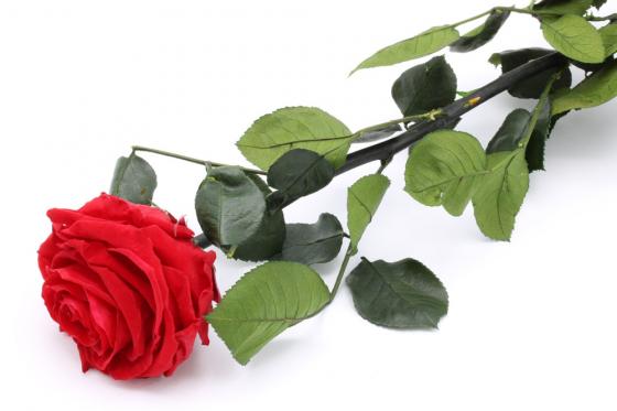 Rosa eterna - Rimane fresca 2 anni  