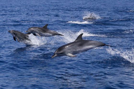 4 Tage in Gibraltar - inkl. Delfin-Beobachtungstour & Geschichtstour für 2 3 