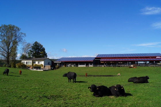 Schlafen im Stroh - auf einem Biobauernhof am Rhein 1 