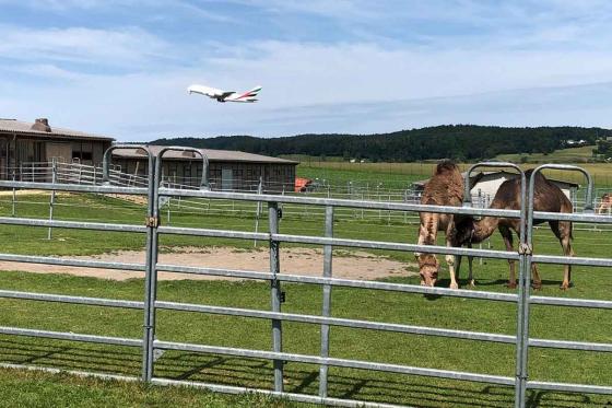 Kamel-Reiten - 30 Minuten, für 1 Kind 2 