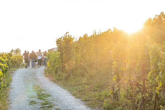 Weinverkostung - Besichtigung des Weinkellers und Walliser Platte inklusive, 6 Personen 14 