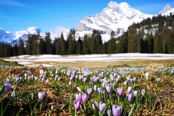Nuit en tente suspendue - 1 nuit pour 2-4 personnes 3 