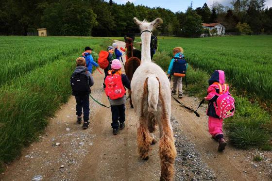 Rencontre avec les lamas - 2h de sortie pour 2 adultes et 2 enfants à Fribourg 1 