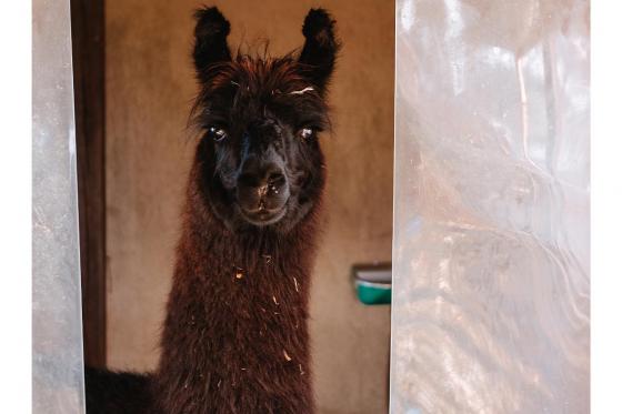 Rencontre avec les lamas - 2h de sortie pour 2 adultes et 2 enfants à Fribourg 2 