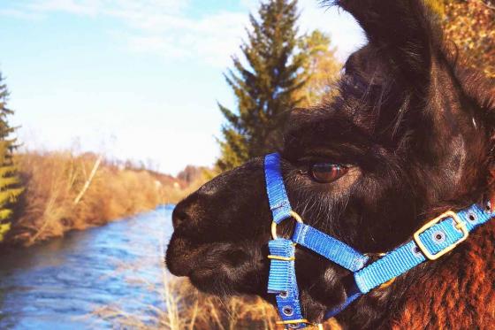 Rencontre avec les lamas - 2h de sortie pour 2 personnes à Fribourg  