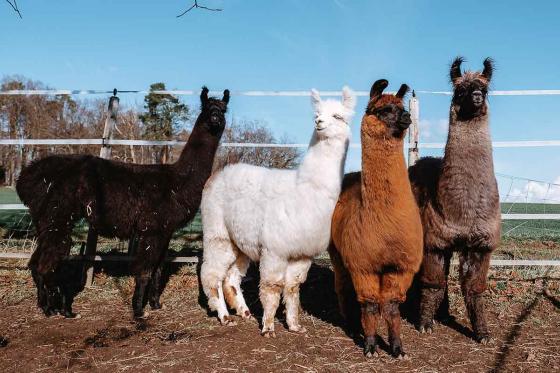 Rencontre avec les lamas - 2h de sortie pour 2 personnes à Fribourg 2 
