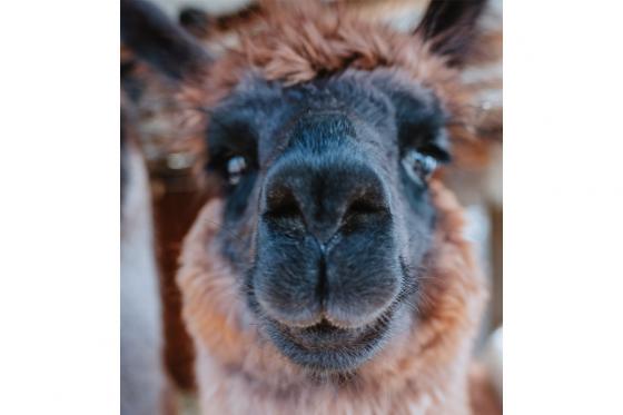 Rencontre avec les lamas - 2h de sortie pour 2 personnes à Fribourg 4 