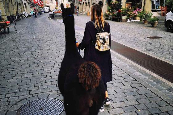 Lama Moment - 2h Tour für 2 Personen, in Jura 7 