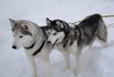 Husky exclusif - pour 2 personnes 9