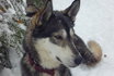 Husky exclusif - pour 2 personnes 14