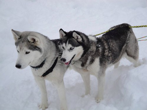 Husky exclusif - pour 2 personnes 9 