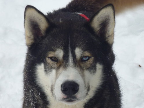 Husky exclusif - pour 2 personnes 10 