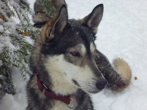 Husky exclusif - pour 2 personnes 14 