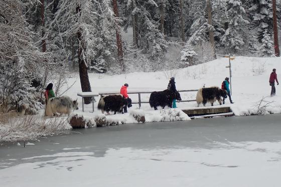 Découverte des yaks - balade pédestre et fondue au cidre pour 2 personnes 2 