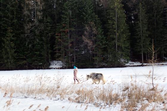 Découverte des yaks - balade pédestre et fondue au cidre pour 2 personnes 3 